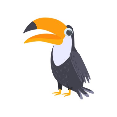 Büyük Gaga izole beyaz arka plan üzerinde siyah toucan dururken. Önden Görünüm