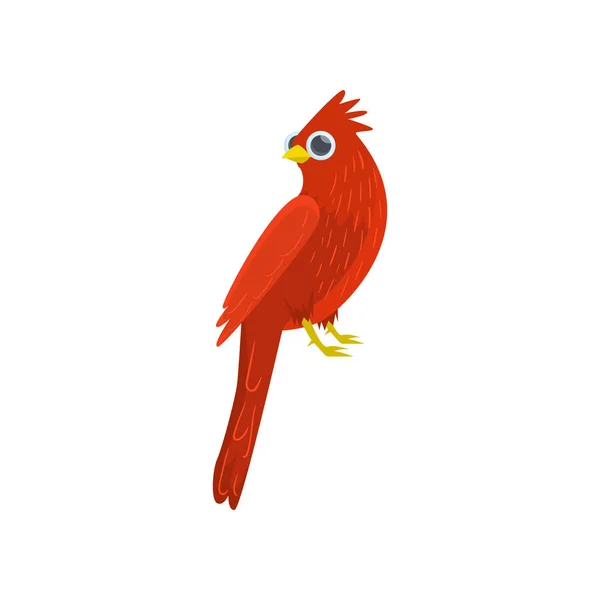 Büyük kırmızı oturma Kardinal-beyaz arka plan üzerinde izole bir kuş. Yan görünüm — Stok Vektör