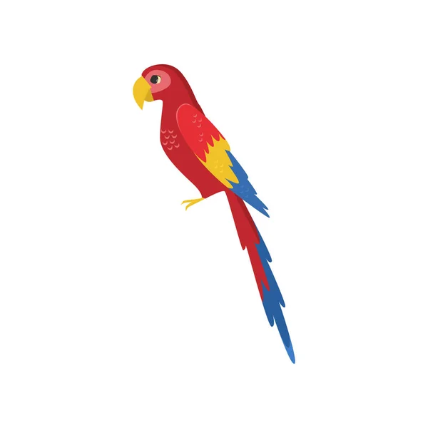 Nagy piros Ara papagáj oldalon Nézd a elszigetelt fehér háttér — Stock Vector