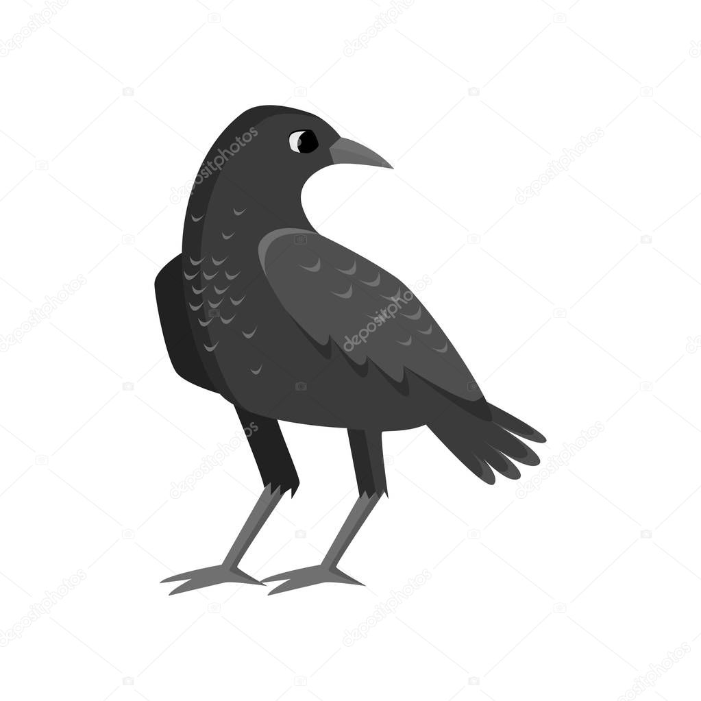 Mystical raven cartoon. Big black standing crow isolated on white background. Ornithology thematic, kids teaching card, icon or poster, label, logo