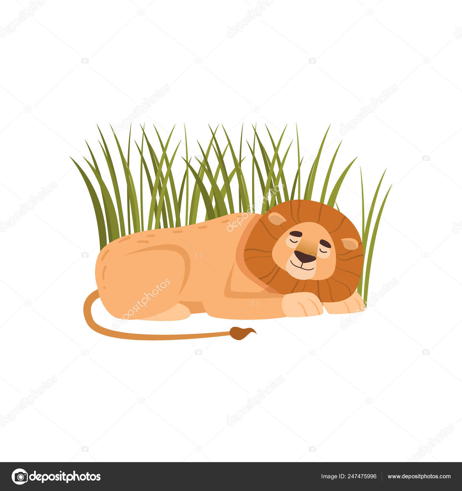 Leão grande dormindo na grama isolado no fundo branco Vetor de  ©greenpic.studio 247475996, image size:1600x1700