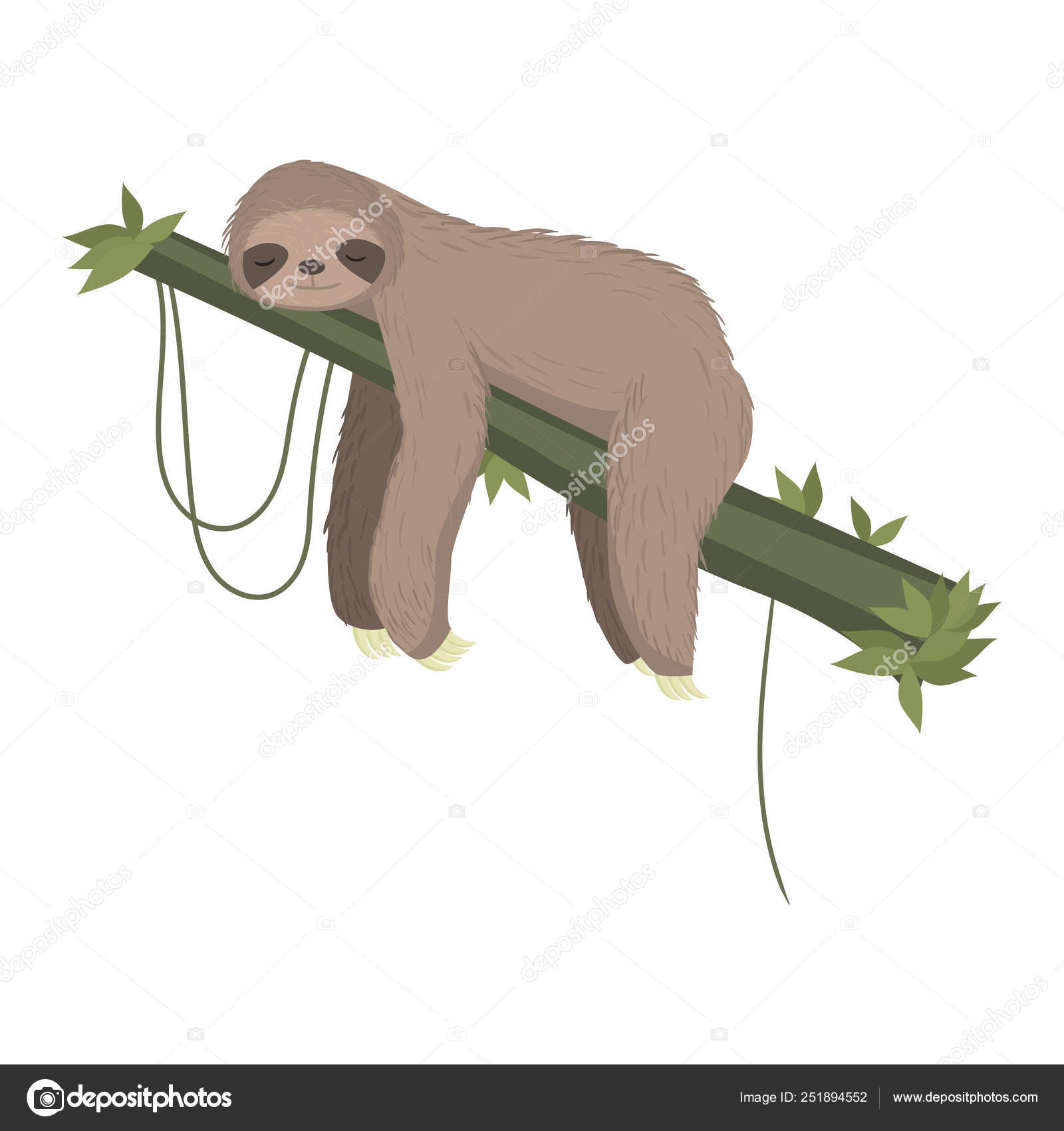 Søt, grå dovendyr som sover på tregrener isolert på hvit bakgrunn  stockvektor © greenpic.studio #251894552, image size:1600x1700