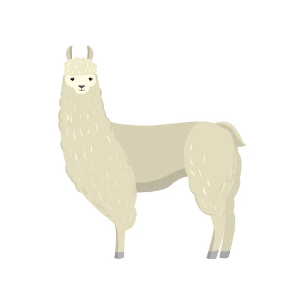 Lama bonito alpaca isolado no fundo branco — Vetor de Stock