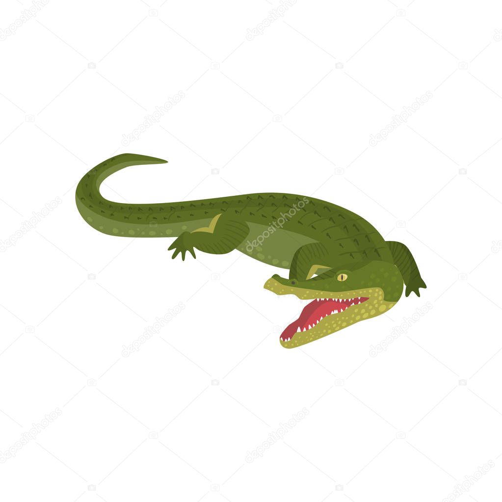 Realistic gavial crocodile isolated on white background