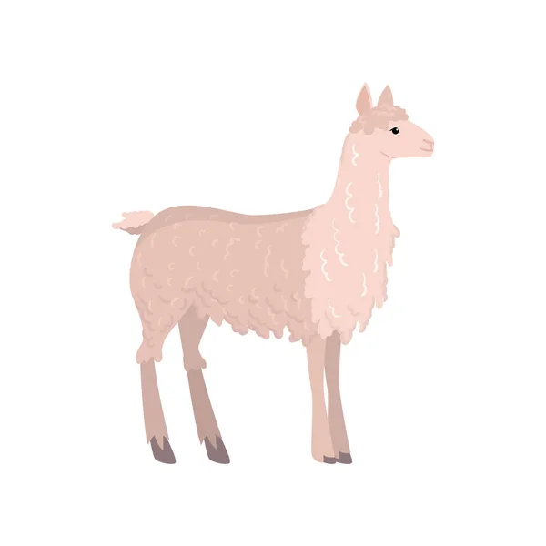 Lama bonito alpaca isolado no fundo branco — Vetor de Stock