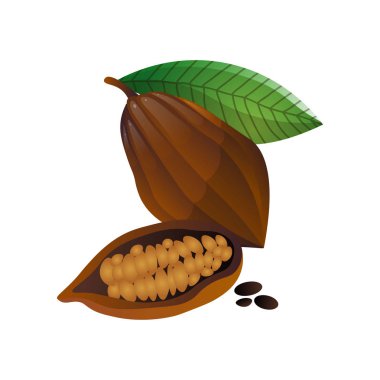 Beyaz arka planda tahıl ile kakao meyve bütün ve yarısı