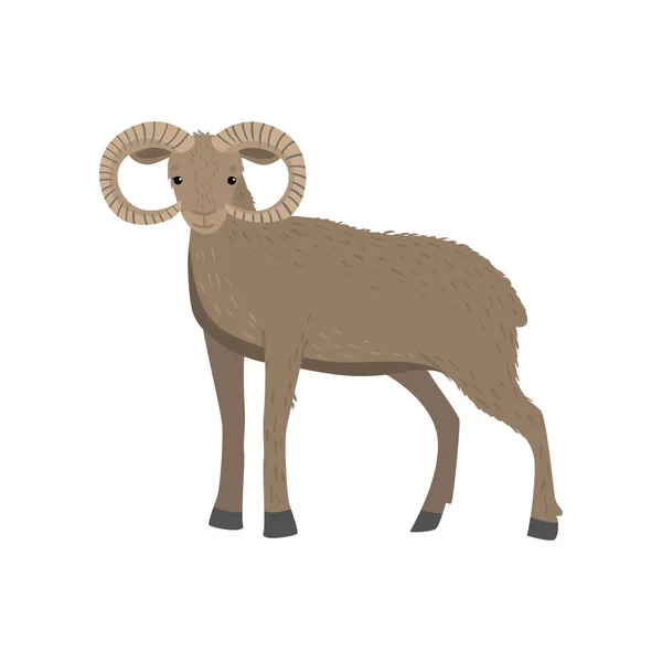Carnero de cuernos marrón claro u oveja de montaña de pie sobre fondo blanco mirando al espectador — Vector de stock