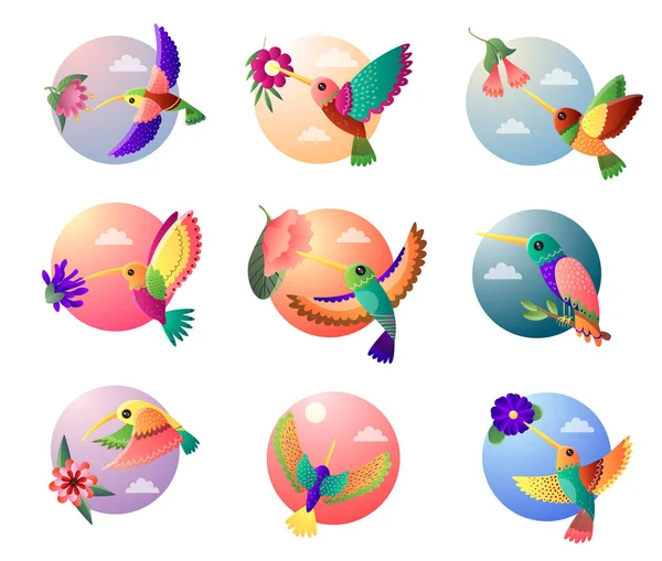 Set colorful small bird hummingbird in floral style isolated on white background — Stock Vector