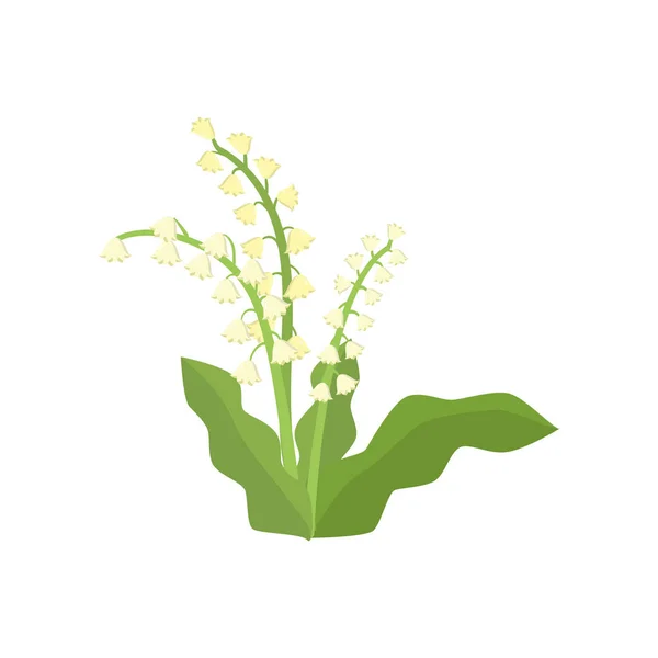 Lírios brancos de vale crescendo em canteiro de flores em fundo vazio — Vetor de Stock
