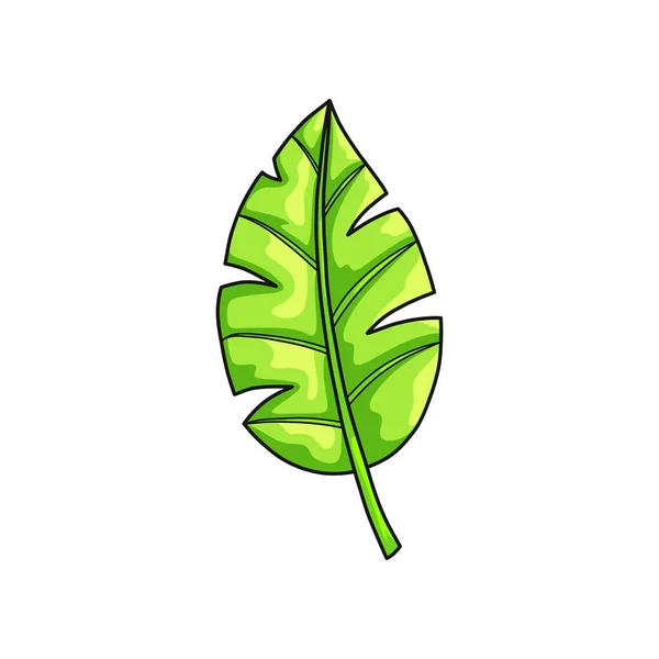 Folha verde fresca da coleção tropical isolada sobre fundo branco — Vetor de Stock