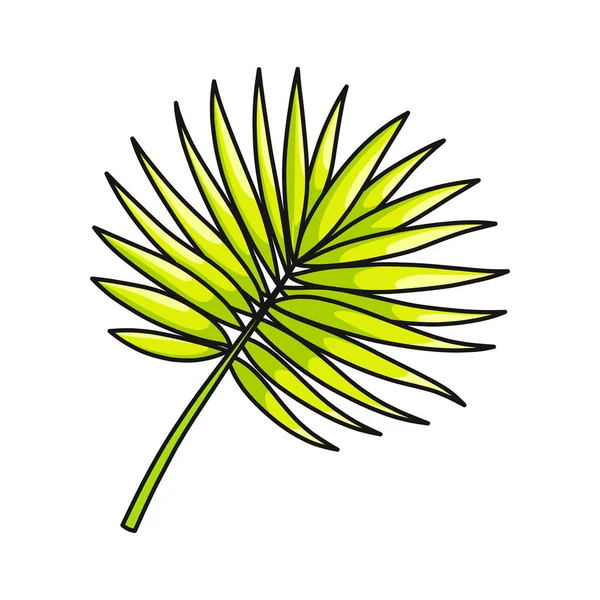 Feuille de palmier verte succulente de la collection tropicale isolée sur fond blanc — Image vectorielle