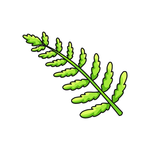 Zelená Palmová sukulentní listy z tropické sbírky izolovaných na bílém pozadí — Stockový vektor
