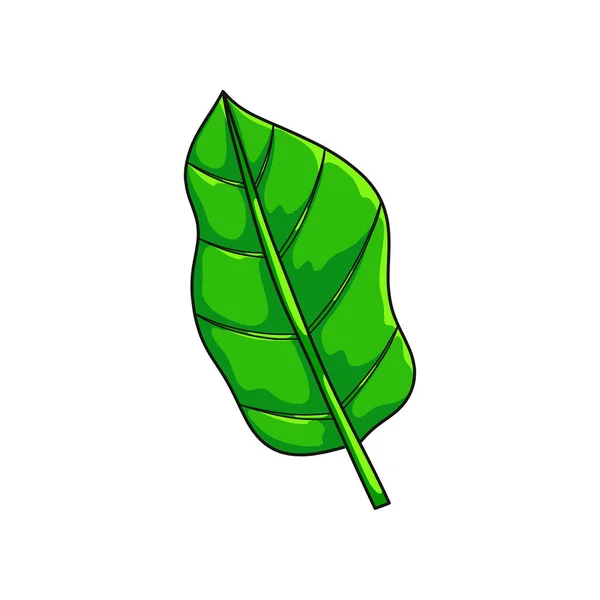 Folha verde suculenta de coleção tropical isolada sobre fundo branco — Vetor de Stock