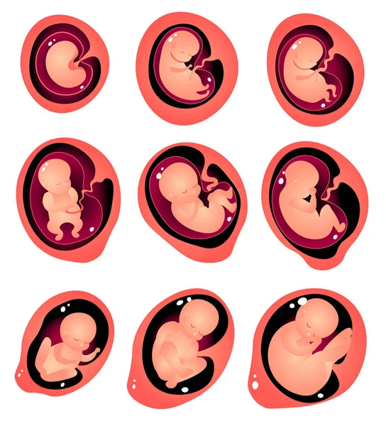 Conjunto de diferentes etapas de crecimiento del bebé vientre interno de la madre — Vector de stock
