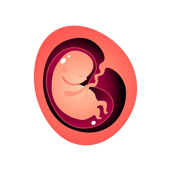 Woman pregnant period time, interior baby growing — 스톡 벡터