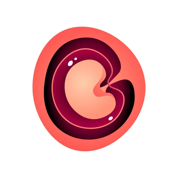 Primera etapa del desarrollo interior del bebé de la panza madre — Vector de stock