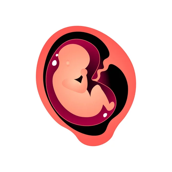 Formación del bebé en el vientre de la madre, período de embarazo de la mujer — Vector de stock