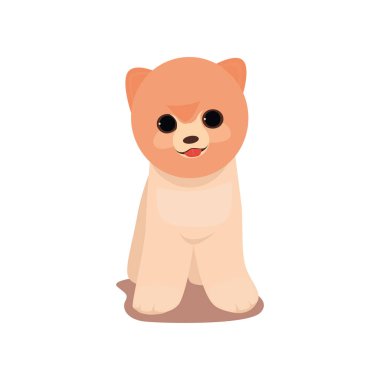 Spitz köpek ön yüzü kırmızı dil ile gülümsüyor