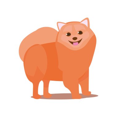 Sevimli kırmızı spitz köpek topu ile oynamak için hazır