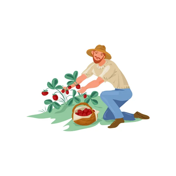 Bonito agricultor homem é coletar morango eco na cesta — Vetor de Stock