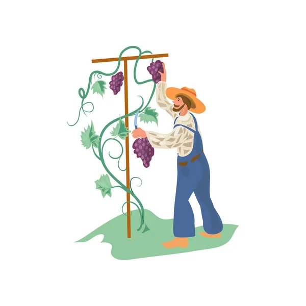 Милый, счастливый фермер собирает виноград в саду — стоковый вектор