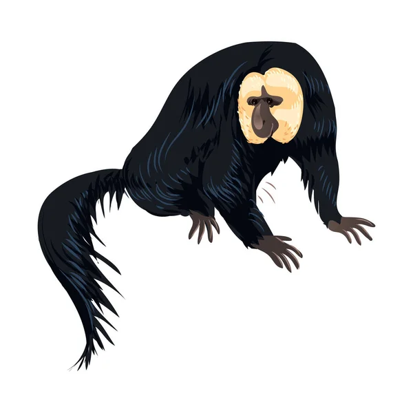 Beyaz yüz ve uzun saç kuyruğu ile Memeli maymun — Stok Vektör