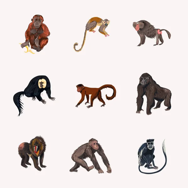 Ensemble de différentes espèces de singes de la jungle dans différentes positions — Image vectorielle