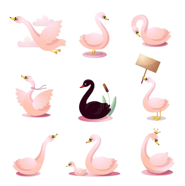 Conjunto de cisnes en varias poses. Ilustración de trama en estilo plano de dibujos animados — Vector de stock