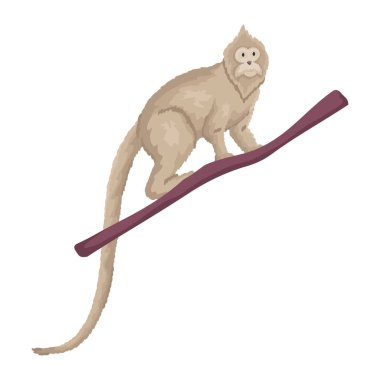 Şirin tropikal beyaz maymun dalda. Vektör illüstrasyonu beyaz arkaplanda izole edildi