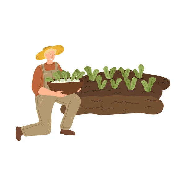 Человек-фермер собирает капусту с садовых лож во время уборки — стоковый вектор
