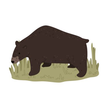 Büyük kahverengi ayı doğada avlanırken avcıya bakıyor.