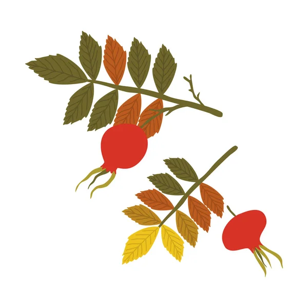 Ramos coloridos e outono caído folha sazonal de rosa quadril — Vetor de Stock