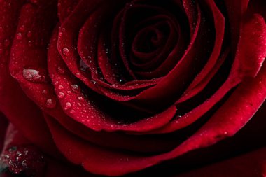Red rose with dew drops clipart
