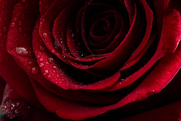 Red rose with dew drops