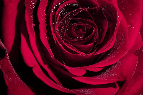 Červená Růže Kapkami Rosy — Stock fotografie