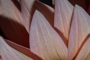 Çiçek, desen, doku, arkaplan, duvar kağıdı