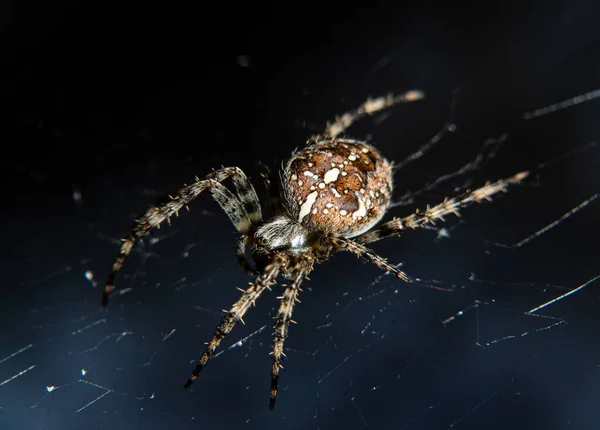 Nærbillede Edderkop Nettet Sort Baggrund Makro - Stock-foto