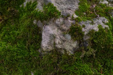 Yeşil yosunlarla kaplı taş dokusu