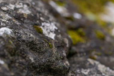 Yeşil yosunlarla kaplı taş dokusu
