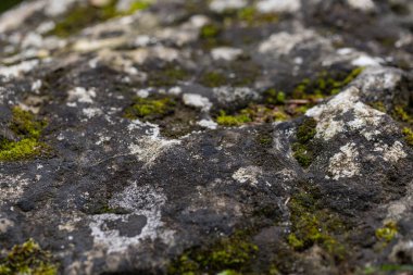 Yeşil yosunlarla kaplı taş dokusu