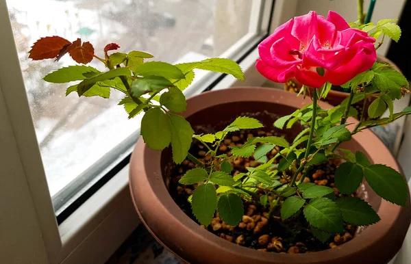 Rose Foto Van Het Raam Mooie Roos Pot Stockfoto