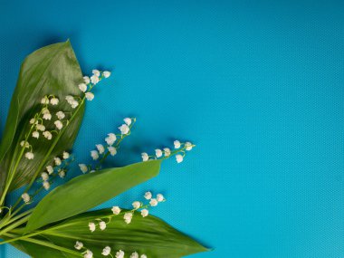 Güzel beyaz zambaklar vadideki turkuaz bir arka plan üzerinde. Lily vadi renkleri ile minimalist arka plan.