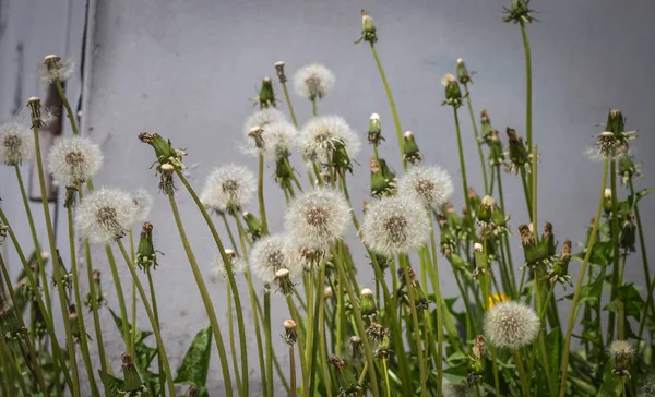 Fluffy Dandelions Grow Fence Beautiful Weeds — Stock Photo, Image