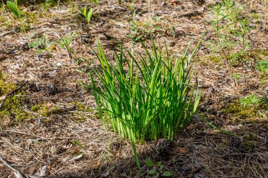Ormanda bir avuç çim büyüdü.