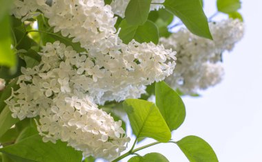 çiçek arka plan beyaz leylak