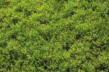 yeşil çimenlerin arkaplanı