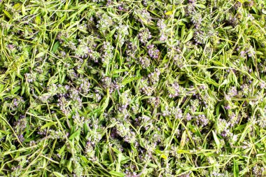 Vahşi kekik şifalı bitkisinin arka planı. Kekik yaygın olarak yemek pişirmede ve bitkisel ilaçlarda kullanılır..