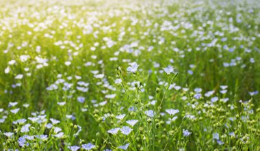 Gökyüzü mavisi çiçekli keten tarlası