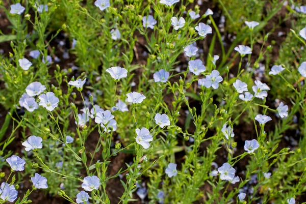 Campo Lino Con Flores Azul Cielo —  Fotos de Stock