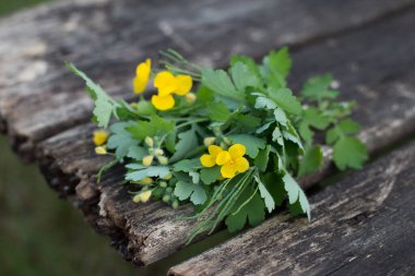 Chelidonium otu. Ahşap bir arka planda taze kesilmiş çim Chelidonium..